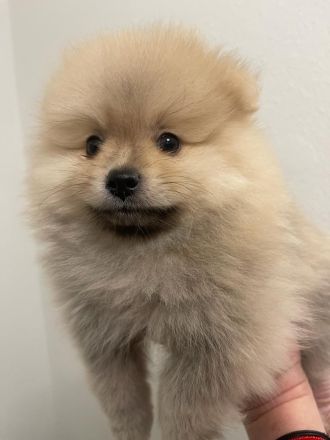 Zwergspitz Pomeranian