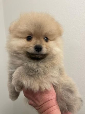 Zwergspitz Pomeranian