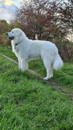 Deckrüde Maremmen-Abruzzen-Schäferhund