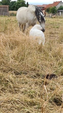 Deckrüde Maremmen-Abruzzen-Schäferhund
