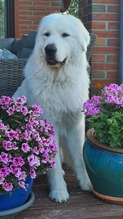 Deckrüde Maremmen-Abruzzen-Schäferhund