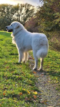 Deckrüde Maremmen-Abruzzen-Schäferhund