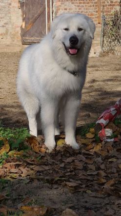 Deckrüde Maremmen-Abruzzen-Schäferhund