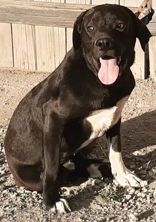 Mischlingswelpen Dogge-Dobermann-Schäferhund