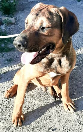 Mischlingswelpen Dogge-Dobermann-Schäferhund