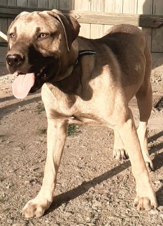 Mischlingswelpen Dogge-Dobermann-Schäferhund