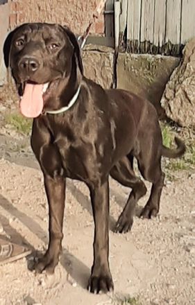 Mischlingswelpen Dogge-Dobermann-Schäferhund