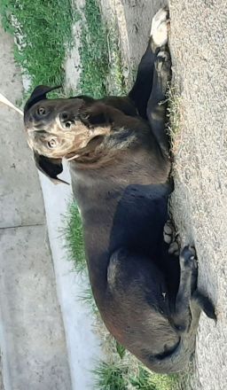 Mischlingswelpen Dogge-Dobermann-Schäferhund