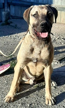 Mischlingswelpen Dogge-Dobermann-Schäferhund