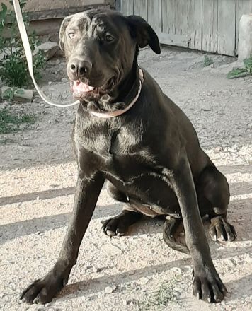 Mischlingswelpen Dogge-Dobermann-Schäferhund