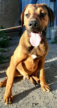 Schäferhund-Mischling