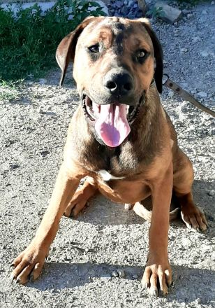 Schäferhund-Mischling