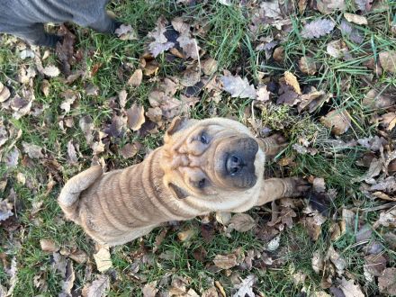 Shar Pei Welpen