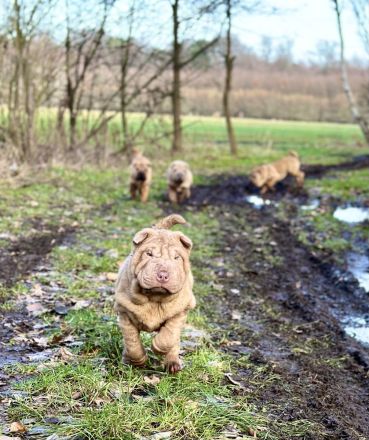 Shar Pei Welpen