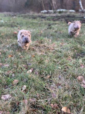 Shar Pei Welpen