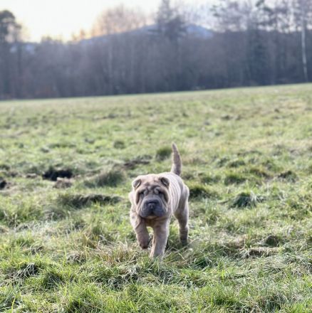 Shar Pei Welpen