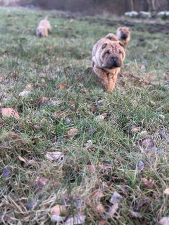 Shar Pei Welpen