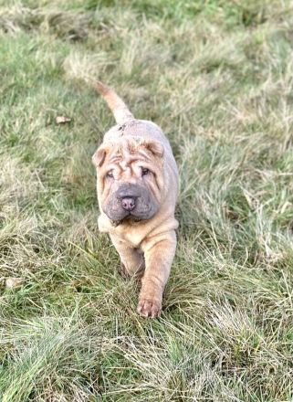 Shar Pei Welpen