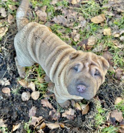 Shar Pei Welpen