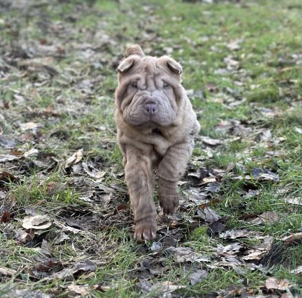 Shar Pei Welpen