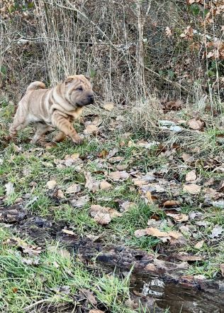 Shar Pei Welpen