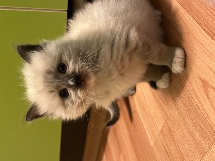 Neva Masquarade Mix Kitten