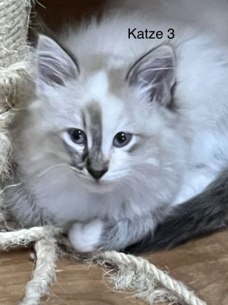 Neva Masquarade Mix Kitten