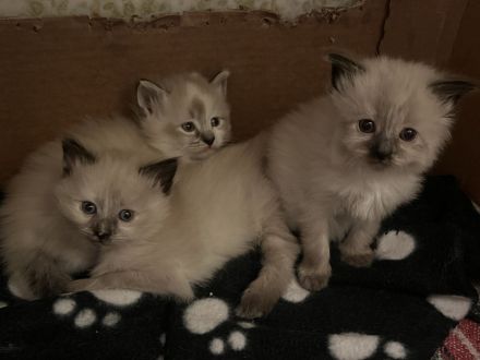 Neva Masquarade Mix Kitten