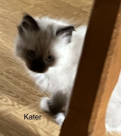 Neva Masquarade Mix Kitten