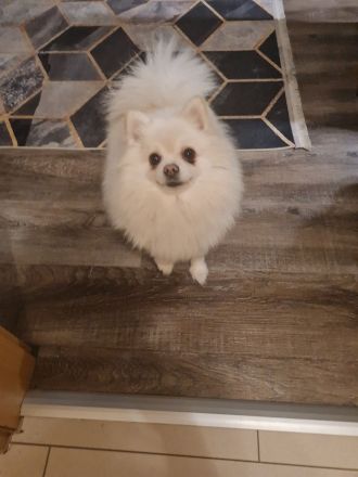 Schöne cream Pomeranian Hündin