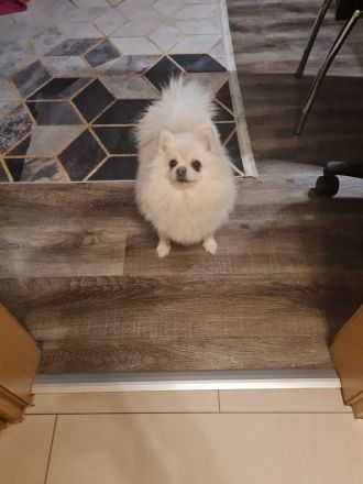 Schöne cream Pomeranian Hündin