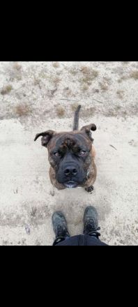 American Bulldog Mischling - Rüde Kastriert