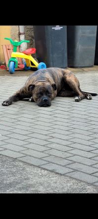 American Bulldog Mischling - Rüde Kastriert