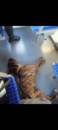 American Bulldog Mischling - Rüde Kastriert