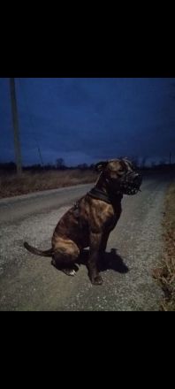 American Bulldog Mischling - Rüde Kastriert