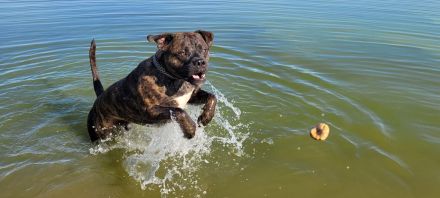 American Bulldog Mischling - Rüde Kastriert