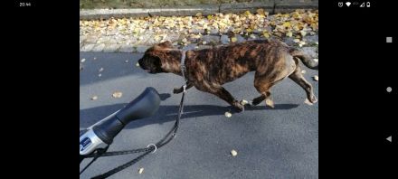 American Bulldog Mischling - Rüde Kastriert