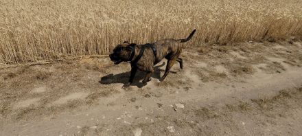 American Bulldog Mischling - Rüde Kastriert