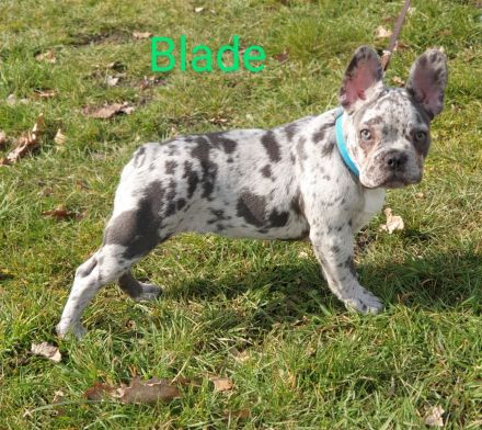 Französische bulldogge welpen