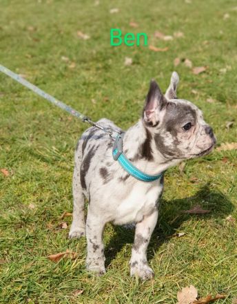 Französische bulldogge welpen