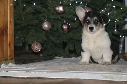 Welpen 4 Monate alt zu verkaufen