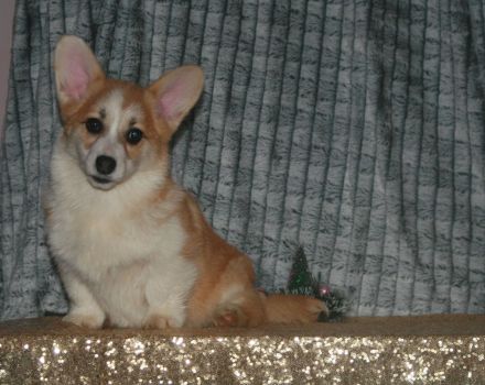 Welpen 4 Monate alt zu verkaufen