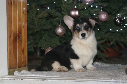 Welpen 4 Monate alt zu verkaufen