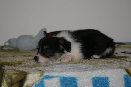 Welpen 4 Monate alt zu verkaufen