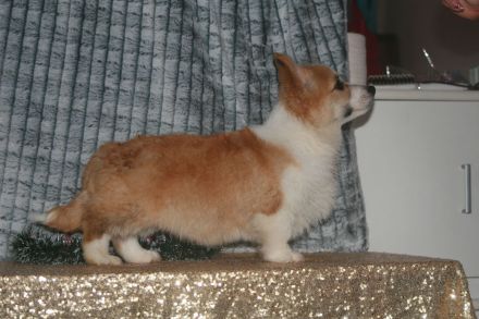 Welpen 4 Monate alt zu verkaufen