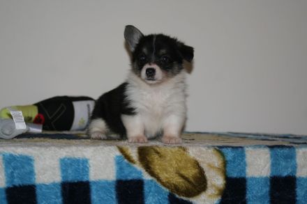 Welpen 4 Monate alt zu verkaufen