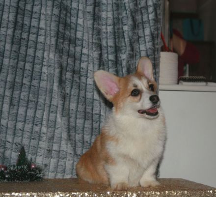 Welpen 4 Monate alt zu verkaufen