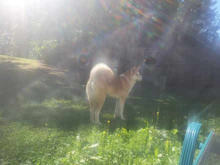 Akita Inu Welpen, 14 Wochen