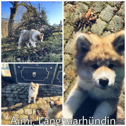 Akita Inu Welpen, 14 Wochen
