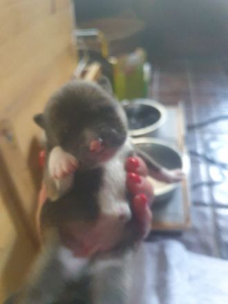 Akita Inu Welpen, 14 Wochen